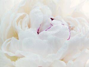 peony, flower, white flower-4287589.jpg